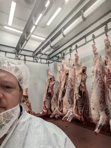 Carcasses hanging in the ISU Meat Lab