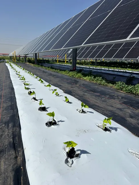 Pepper plants next to solar panels