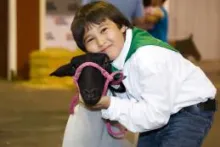 Child showing a lamb at a fair