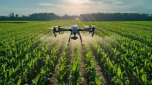 Drone spraying crops